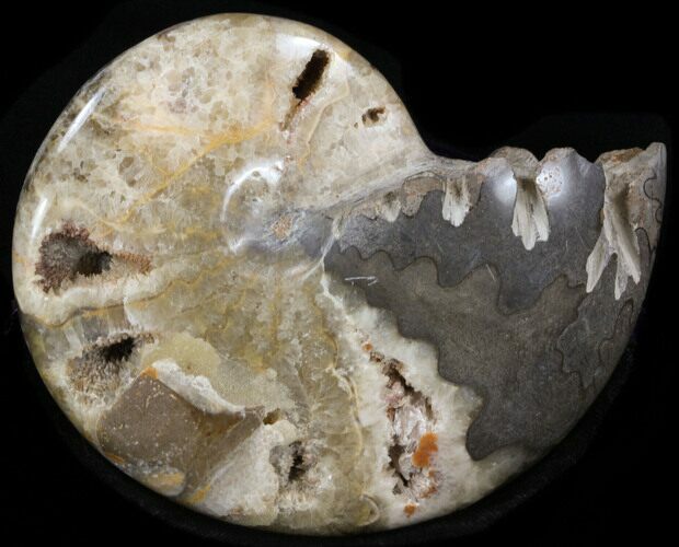 Polished Shloenbacchia Ammonite #35289